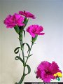 Dianthus caryophyllus (Spray) Sikono-Mai